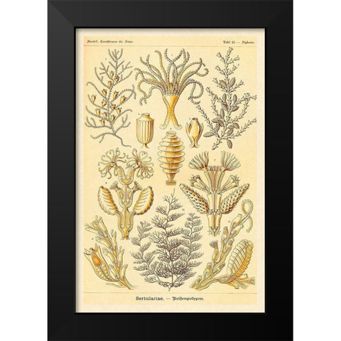 Haeckel Nature Illustrations: Sertulariae Black Modern Wood Framed Art Print by Haeckel, Ernst