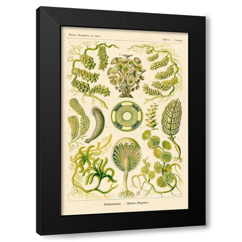 Haeckel Nature Illustrations: Siphoneae Hydrozoa Black Modern Wood Framed Art Print with Double Matting by Haeckel, Ernst