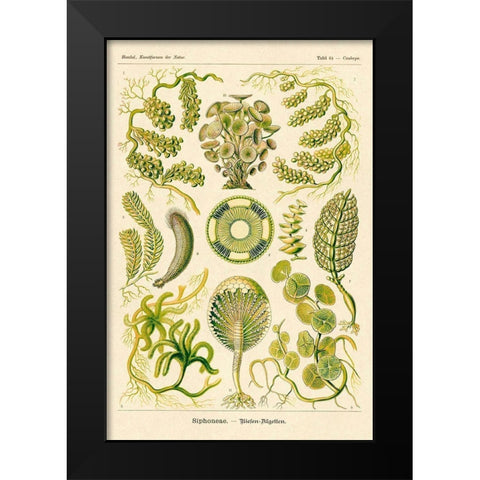Haeckel Nature Illustrations: Siphoneae Hydrozoa Black Modern Wood Framed Art Print by Haeckel, Ernst