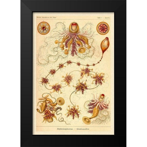 Haeckel Nature Illustrations: Siphoneae Hydrozoa Black Modern Wood Framed Art Print by Haeckel, Ernst