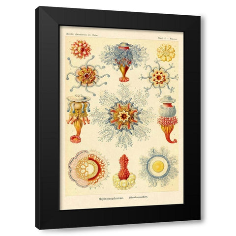 Haeckel Nature Illustrations: Siphoneae Hydrozoa Black Modern Wood Framed Art Print by Haeckel, Ernst