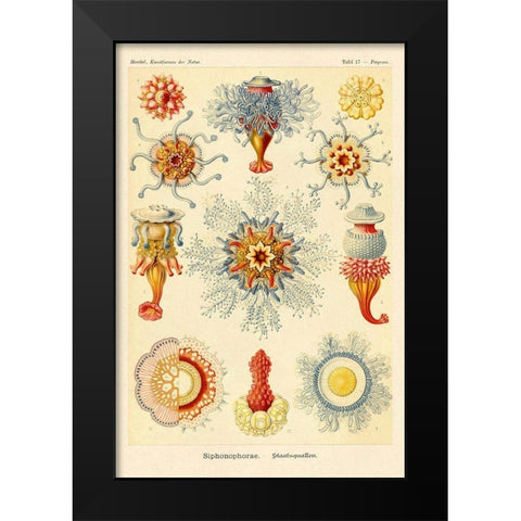 Haeckel Nature Illustrations: Siphoneae Hydrozoa Black Modern Wood Framed Art Print by Haeckel, Ernst