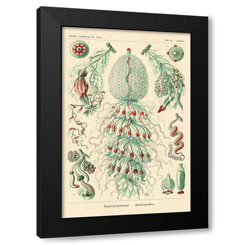Haeckel Nature Illustrations: Siphoneae Hydrozoa Black Modern Wood Framed Art Print with Double Matting by Haeckel, Ernst