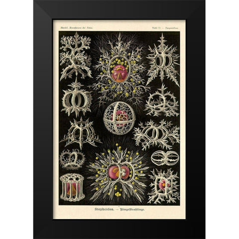Haeckel Nature Illustrations: Stephoidea Black Modern Wood Framed Art Print by Haeckel, Ernst
