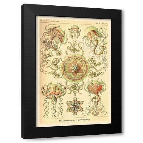 Haeckel Nature Illustrations: Trachomedusae - Jellyfish Black Modern Wood Framed Art Print with Double Matting by Haeckel, Ernst