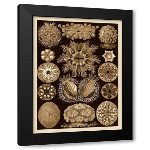 Haeckel Nature Illustrations: Ascidiae - Sepia Tint Black Modern Wood Framed Art Print with Double Matting by Haeckel, Ernst