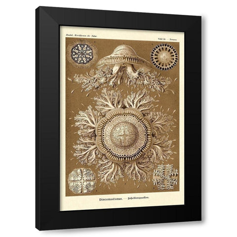 Haeckel Nature Illustrations: Jelly Fish - Sepia Tint Black Modern Wood Framed Art Print with Double Matting by Haeckel, Ernst