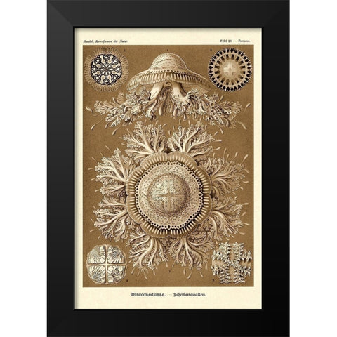 Haeckel Nature Illustrations: Jelly Fish - Sepia Tint Black Modern Wood Framed Art Print by Haeckel, Ernst