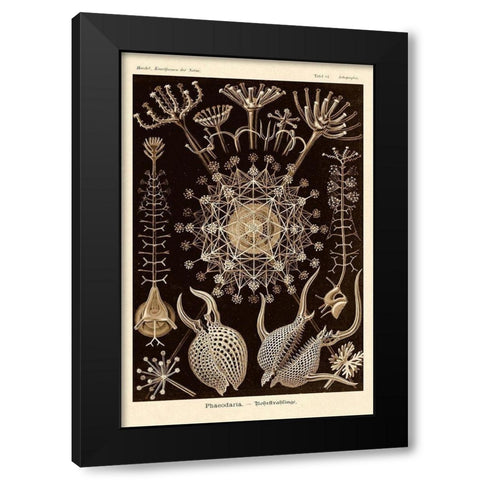 Haeckel Nature Illustrations: Phaeodaria radiolarians - Sepia Tint Black Modern Wood Framed Art Print with Double Matting by Haeckel, Ernst
