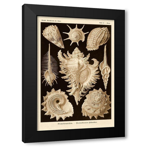Haeckel Nature Illustrations: Gastropods - Sepia Tint Black Modern Wood Framed Art Print by Haeckel, Ernst