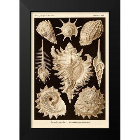 Haeckel Nature Illustrations: Gastropods - Sepia Tint Black Modern Wood Framed Art Print by Haeckel, Ernst