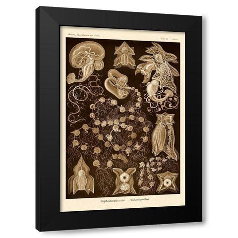 Haeckel Nature Illustrations: Siphoneae Hydrozoa - Sepia Tint Black Modern Wood Framed Art Print by Haeckel, Ernst