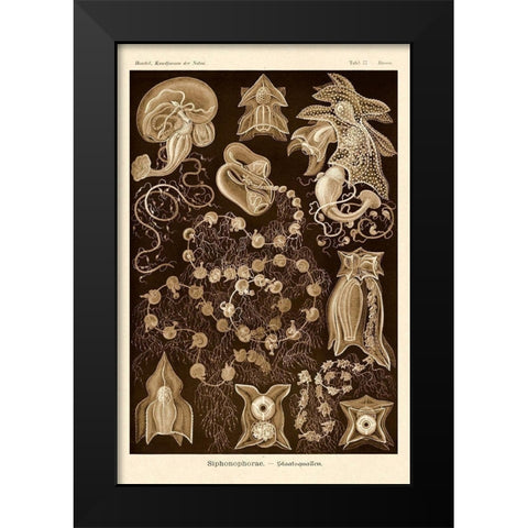 Haeckel Nature Illustrations: Siphoneae Hydrozoa - Sepia Tint Black Modern Wood Framed Art Print by Haeckel, Ernst