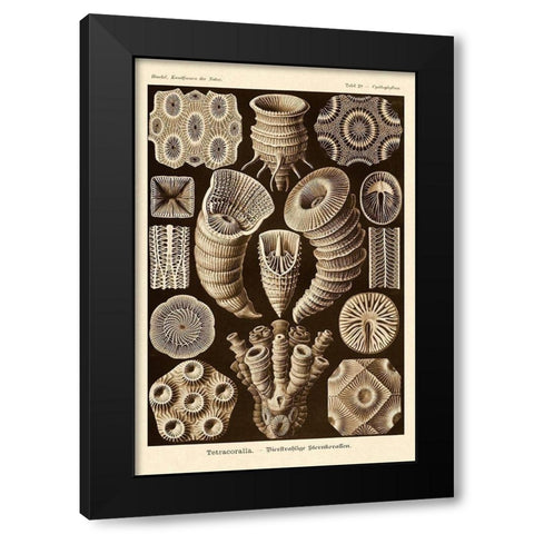 Haeckel Nature Illustrations: Tetracoralla, Coral - Sepia Tint Black Modern Wood Framed Art Print with Double Matting by Haeckel, Ernst