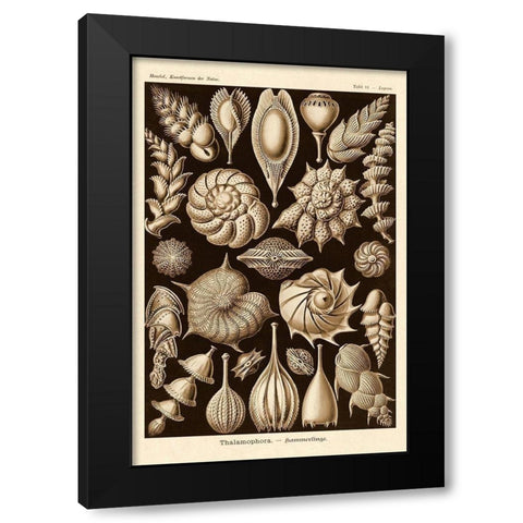 Haeckel Nature Illustrations: Thalamophora, Forminifera - Sepia Tint Black Modern Wood Framed Art Print by Haeckel, Ernst