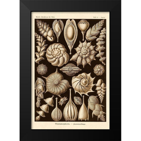 Haeckel Nature Illustrations: Thalamophora, Forminifera - Sepia Tint Black Modern Wood Framed Art Print by Haeckel, Ernst