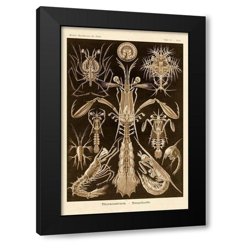 Haeckel Nature Illustrations: Thoracostraca, Crustaceans - Sepia Tint Black Modern Wood Framed Art Print with Double Matting by Haeckel, Ernst