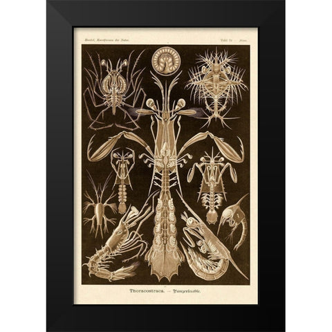 Haeckel Nature Illustrations: Thoracostraca, Crustaceans - Sepia Tint Black Modern Wood Framed Art Print by Haeckel, Ernst