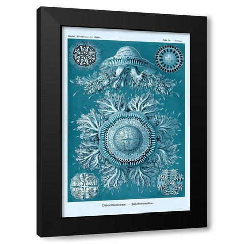 Haeckel Nature Illustrations: Jelly Fish - Blue-Green Tint Black Modern Wood Framed Art Print with Double Matting by Haeckel, Ernst