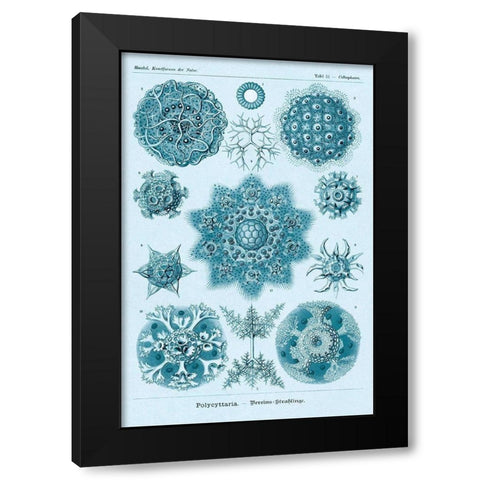 Haeckel Nature Illustrations: Polycytaria Radiolaria - Blue-Green Tint Black Modern Wood Framed Art Print with Double Matting by Haeckel, Ernst