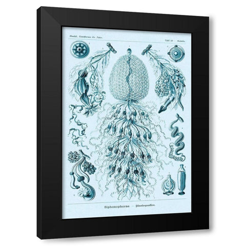 Haeckel Nature Illustrations: Siphoneae Hydrozoa - Blue-Green Tint Black Modern Wood Framed Art Print by Haeckel, Ernst