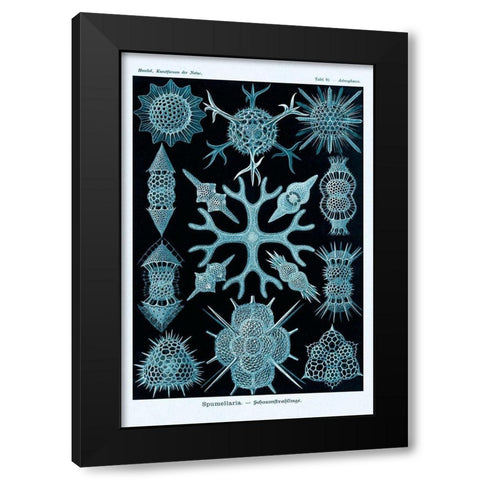 Haeckel Nature Illustrations: Spumellaria - Blue-Green Tint Black Modern Wood Framed Art Print by Haeckel, Ernst