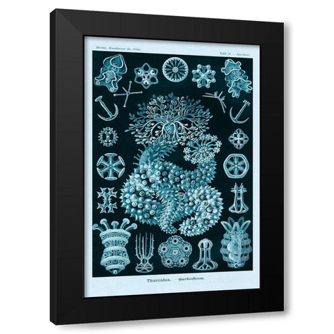 Haeckel Nature Illustrations: Sea Cucumbers - Blue-Green Tint Black Modern Wood Framed Art Print with Double Matting by Haeckel, Ernst