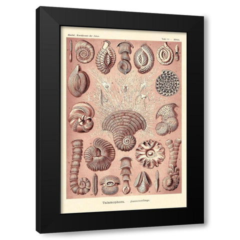 Haeckel Nature Illustrations: Talamophora, Formanifera, Rhisopods - Rose Tint Black Modern Wood Framed Art Print by Haeckel, Ernst