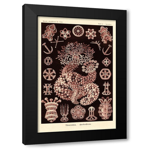 Haeckel Nature Illustrations: Sea Cucumbers- Rose Tint Black Modern Wood Framed Art Print by Haeckel, Ernst