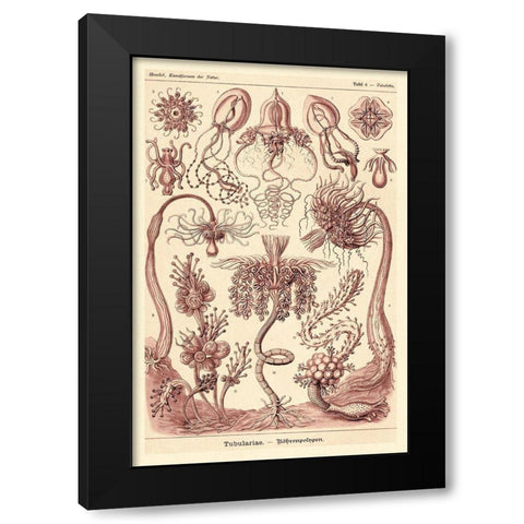 Haeckel Nature Illustrations: Tubularida - Tubularians - Rose Tint Black Modern Wood Framed Art Print by Haeckel, Ernst