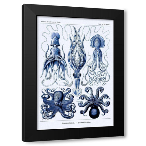 Haeckel Nature Illustrations: Jelly Fish - Dark Blue Tint Black Modern Wood Framed Art Print with Double Matting by Haeckel, Ernst