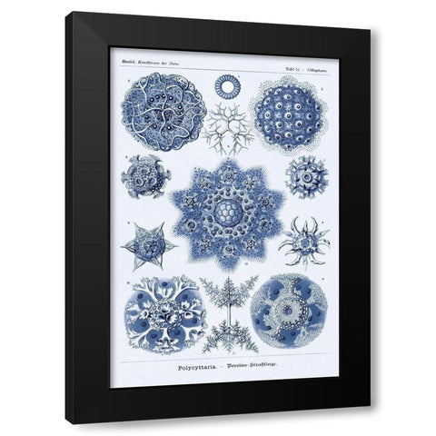 Haeckel Nature Illustrations: Siphoneae Hydrozoa - Dark Blue Tint Black Modern Wood Framed Art Print with Double Matting by Haeckel, Ernst