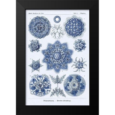 Haeckel Nature Illustrations: Siphoneae Hydrozoa - Dark Blue Tint Black Modern Wood Framed Art Print by Haeckel, Ernst