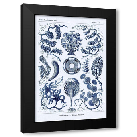 Haeckel Nature Illustrations: Siphoneae Hydrozoa - Dark Blue Tint Black Modern Wood Framed Art Print with Double Matting by Haeckel, Ernst