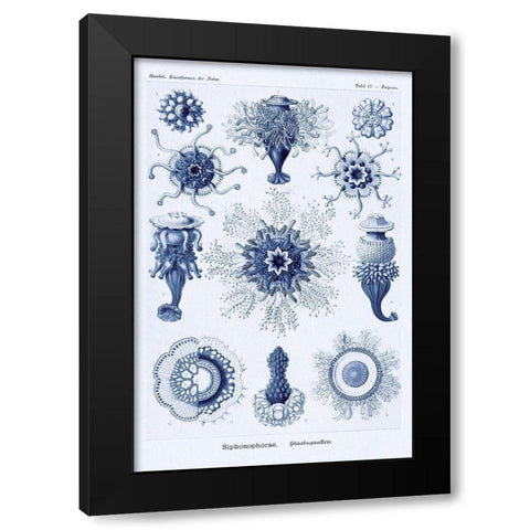 Haeckel Nature Illustrations: Siphoneae Hydrozoa - Dark Blue Tint Black Modern Wood Framed Art Print by Haeckel, Ernst