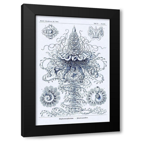 Haeckel Nature Illustrations: Tubularida - Tubularians - Dark Blue Tint Black Modern Wood Framed Art Print with Double Matting by Haeckel, Ernst