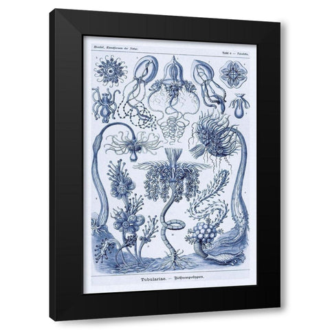 Haeckel Nature Illustrations: Cephlopods - Dark Blue Tint Black Modern Wood Framed Art Print with Double Matting by Haeckel, Ernst