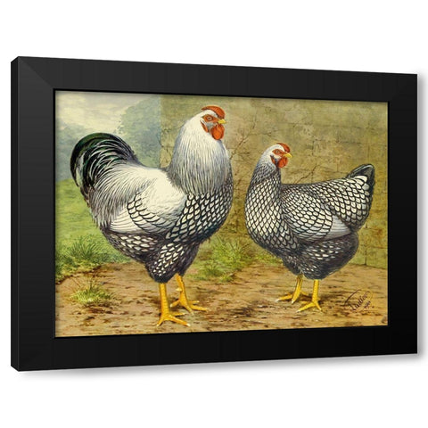 Chickens: Silver Laced Wyandottes Black Modern Wood Framed Art Print with Double Matting by Wright, Lewis