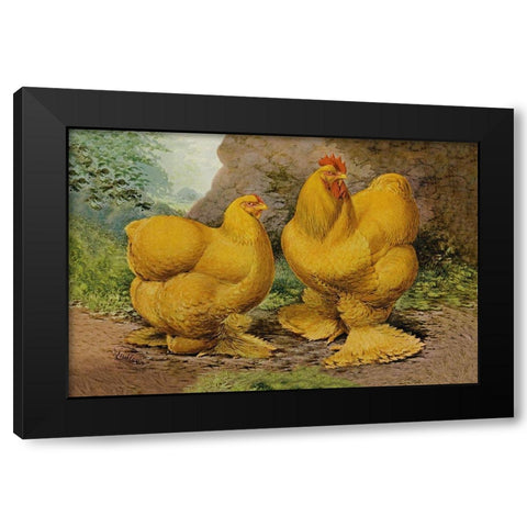 Chickens: Buff Cochins Black Modern Wood Framed Art Print with Double Matting by Wright, Lewis