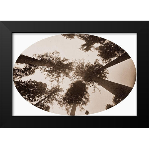 Among The Tree Tops Calaveras Grove Black Modern Wood Framed Art Print by Watkins, Carleton