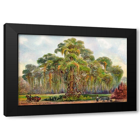 Terminalia auf Java Riesenbaum mit Lianen Black Modern Wood Framed Art Print with Double Matting by Haeckel, Ernst