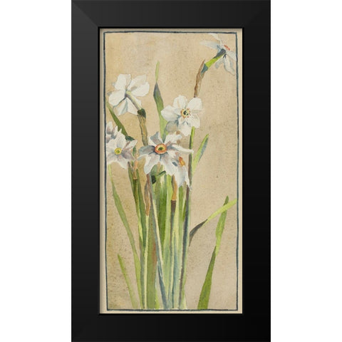 White Narcissus with Gray Accents Black Modern Wood Framed Art Print by Overbeck, Hannah Borger