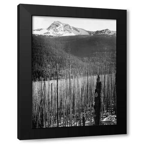 Burned Area, Glacier National Park, Montana - National Parks and Monuments, 1941 Black Modern Wood Framed Art Print with Double Matting by Adams, Ansel