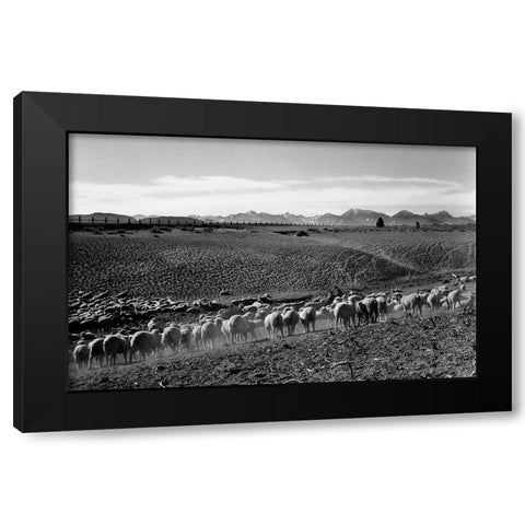 Flock in Owens Valley, California, 1941 Black Modern Wood Framed Art Print with Double Matting by Adams, Ansel