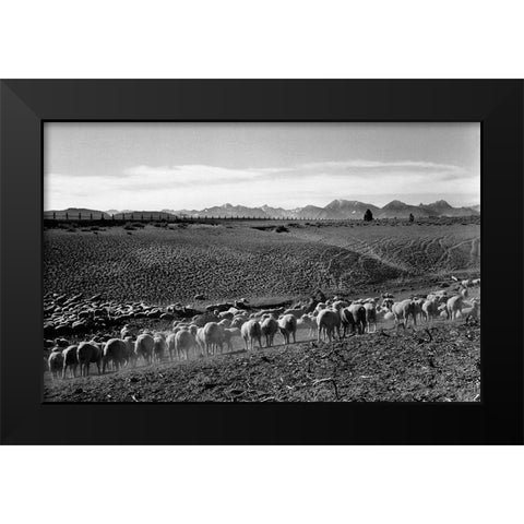Flock in Owens Valley, California, 1941 Black Modern Wood Framed Art Print by Adams, Ansel