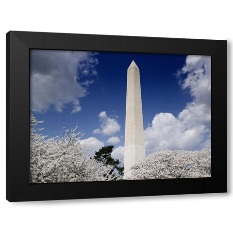 Washington Monument and cherry trees, Washington, D.C. Black Modern Wood Framed Art Print with Double Matting by Highmith, Carol
