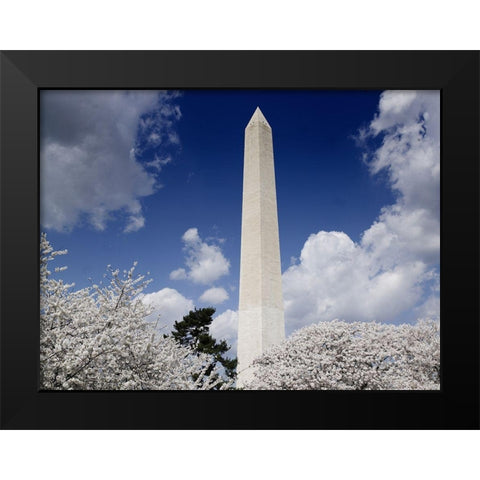 Washington Monument and cherry trees, Washington, D.C. Black Modern Wood Framed Art Print by Highmith, Carol