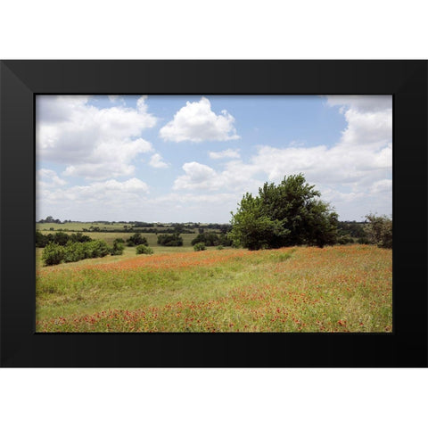 A field of wildflowers near Chappel Hill in Austin County, TX, 2014 Black Modern Wood Framed Art Print by Highmith, Carol