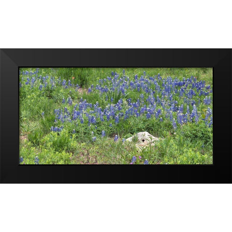 Bluebonnets at the Lady Bird Johnson Wildflower Center, near Austin, TX Black Modern Wood Framed Art Print by Highmith, Carol