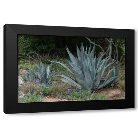 Agave and Bluebonnets at the Lady Bird Johnson Wildflower Center, near Austin, TX Black Modern Wood Framed Art Print by Highmith, Carol
